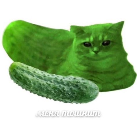 Pickle Aesthetic, Pickles Aesthetic, Pickle Tattoo, Pickle Board, Pickle Costume, Silly Cats Pictures, Character Aesthetics, Silly Pictures, Funny Reaction Pictures