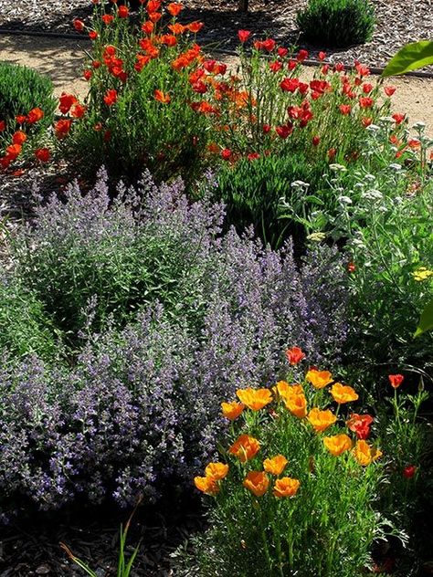 Planting desert riverbed - Google Search California Ranch Landscaping, Georgia Native Landscaping, California Native Landscape, Golden Poppies, California Landscaping, Native Plant Landscape, California Native Garden, California Plants, Low Water Gardening