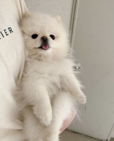 White Pomeranian Puppies, Cute White Dogs, White Pomeranian, Puppy Christmas, Aesthetic Dog, Dog Mommy, Very Cute Puppies, Cute Pomeranian, Cute Little Puppies