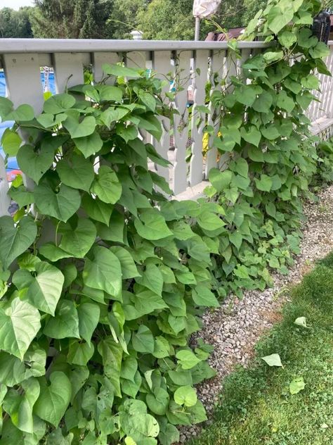 Morning Glory Plant, Morning Glory Vine, Morning Glory Flowers, Plant Pests, Morning Glories, Plant Problems, Garden Idea, Low Maintenance Plants, Shade Plants