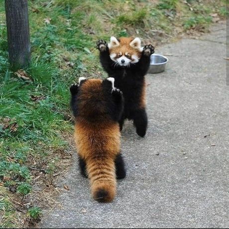 Red Panda Cute, Red Panda Baby, Red Pandas, Panda Bears, Pretty Animals, Silly Animals, Red Panda, Animal Planet, Cute Little Animals