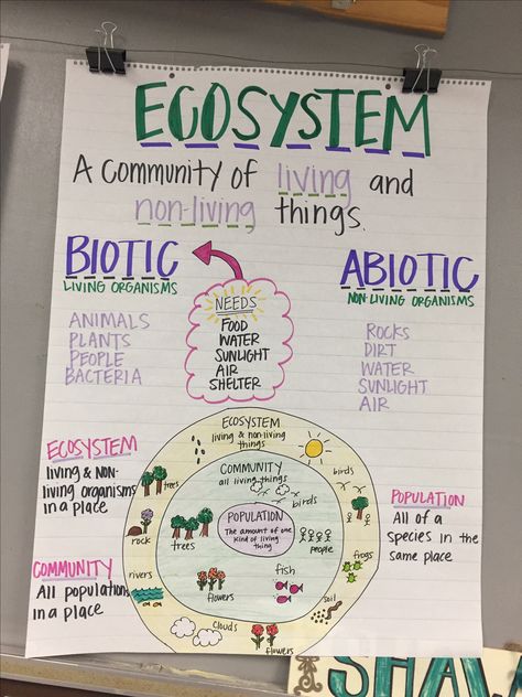 Ecosystem  Anchor Chart Science Anchor Charts 5th Grade, Fourth Grade Science, Science Anchor Charts, Biology Classroom, 7th Grade Science, 8th Grade Science, 4th Grade Science, 6th Grade Science, 5th Grade Science