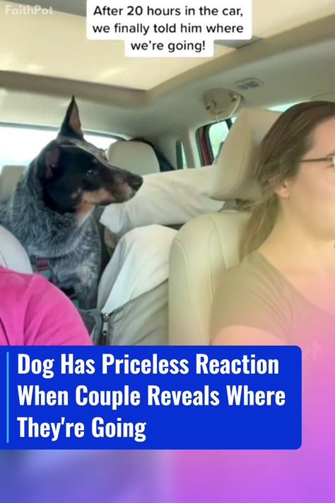 Watch Nosh the Blue Heeler's heartwarming reaction when he found out he was visiting his grandparents! ❤️🐶 Blue Heeler, Animal Stories, Australian Cattle Dog, Heartwarming Stories, Cattle Dog, Over The Moon, Special Places, When He, Family Members