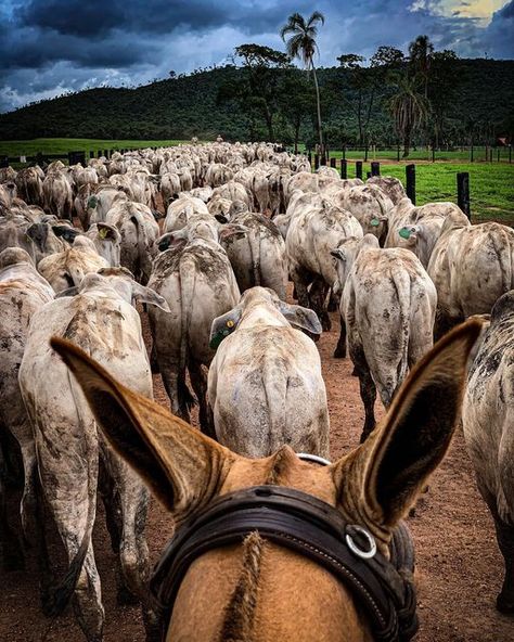 Bull Riding, Dylan O'brien, Country Life, John Deere, Cowboy, Pins, On Instagram, Instagram