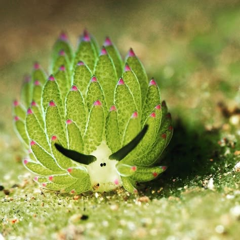 Deep Sea Plants, Nudibranch Drawing, Nudibranch Art, Nudibranch Tattoo, Leaf Sheep Sea Slug, Leaf Slug, Sea Sheep, Leaf Sheep, Sea Bunnies