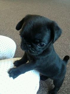 Puggle Puppies, Black Pugs, Black Pug Puppies, Cute Pug Puppies, Goofy Dog, Baby Pugs, Pug Dogs, Super Cute Puppies, Very Cute Dogs