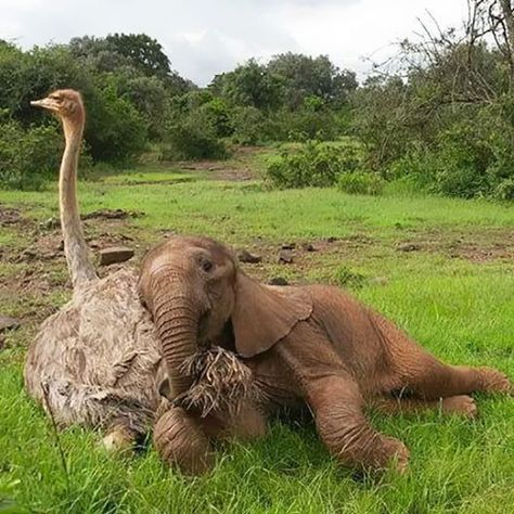 They say friends come in all shapes and sizes... Jotto the baby elephant was just 1-month-old when he fell in the well and separated from his herd. David Shelldrick Wildlife Trust (DSWT) took him to an elephant orphanage in Kenya where he could heal until he was ready to go back to the wild. Little did the rescuers know that even though there were plenty of elephants at the shelter, Jotto will become BFF with… an ostrich named Pea! Unlikely Animal Friends, Unlikely Friends, Animals Friendship, Unusual Animals, Elephant Love, Animal Sanctuary, An Elephant, Cute Animal Pictures, Cute Creatures