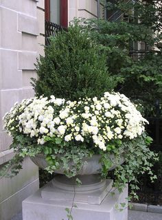 Absolutely stunning composition. I love the idea of keeping the white chrysanthemums in pots, they can be replaced with other flowering white annuals when they finish flowering....large pots like these can be placed in prominent positions throughout the garden. Pink Instruments, Fall Container Gardens, White Mums, Fall Containers, White Chrysanthemum, Container Gardening Flowers, Fall Planters, Garden Urns, Moon Garden