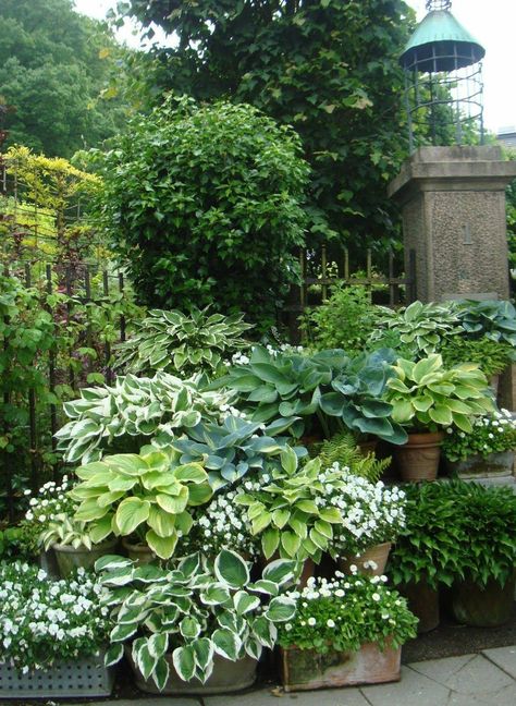 Hostas in containers with White Impatiens Backyard Garden Beds, Hosta Gardens, Garden Types, Big Garden, Garden Containers, White Gardens, Ideas Garden, Shade Plants, Garden Cottage