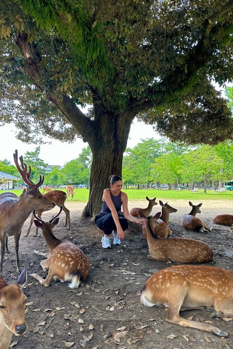 Hiking In Japan, Japan Photoshoot Ideas, Nara Park Japan, Japan Fall Aesthetic, Japan Aesthetic Instagram, Nara Deer Park, Vacation Japan, Japan Moodboard, Nara Deer