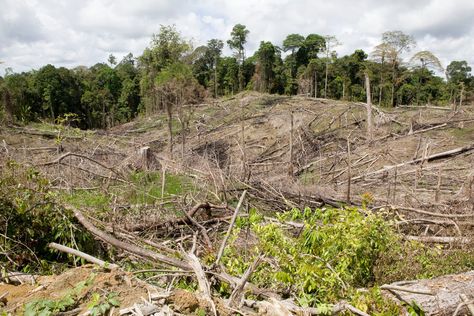 Deforestation and forest degradation are urgent matters when it comes to our world’s forests: about 47 percent of the world’s forests are at high risk for deforestation or degradation by 2030. While both are damaging to forest health, there is a difference between deforestation and forest degradation. Photo credit © WWF / Simon Rawles Deforestation Photography, What Is Deforestation, Animal Facts For Kids, I Care Too Much, Rainforest Animals, Forest And Wildlife, Places To Live, Facts For Kids, Animal Facts