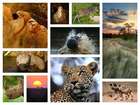 wildlife sanctuaries in india  | Top 10 Wildlife Sanctuaries In India African Wild Animals, Wildlife Of India, African Continent, Animals And Birds, Asian Elephant, Wildlife Park, Wild Creatures, Wildlife Sanctuary, Animal Facts