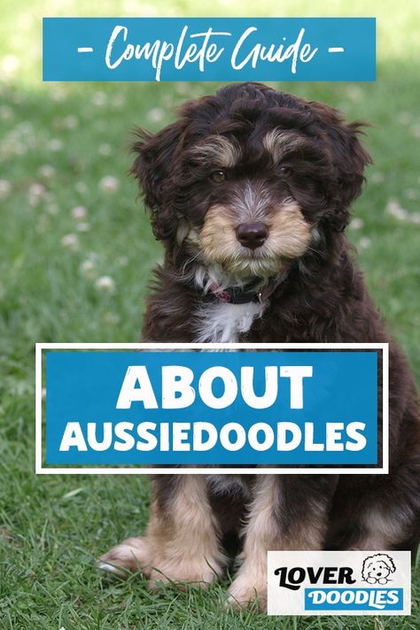 Mini Aussie Doodle Haircut Styles, Grooming Aussiedoodle, Ausidoodle Puppies, Aussie Doodle Haircut Styles, Aussiedoodle Haircut Styles, Aussiedoodle Haircut, Aussiedoodle Mini, Clover Doodle, Mini Aussie Doodle