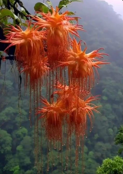 Unusual Nature, Rainforest Flowers, Magical Plants, Jungle Plants, Alien Plants, Jungle Flowers, Strange Flowers, Weird Plants, Rare Orchids