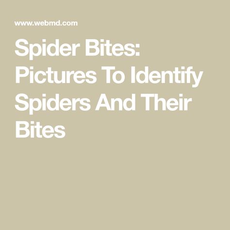 Spider Bites: Pictures To Identify Spiders And Their Bites Spider Bites Pictures, Types Of Spiders, Brown Recluse, Spider Bites, Natural Health Remedies, Skin Problems, Health Remedies, Black Widow, Spiders