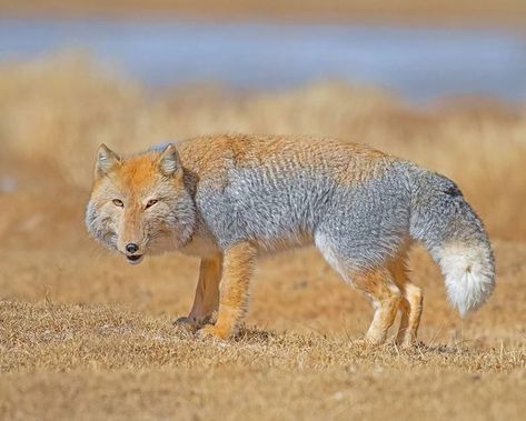 Tibetan Fox, Fox Species, Serval Cats, Wild Dogs, White Wolf, Animal Companions, Nature Wildlife, All Animals, Facial Expressions