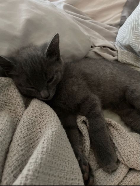 russian blue kitten Russian Blue Kitten Aesthetic, Russian Blue Cat Aesthetic, Animal Rescue Aesthetic, Rescue Aesthetic, Blue Russian Cat, Cat Hypoallergenic, Ghost Core, Vet School Motivation, Cat Allergy