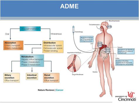 overview of the pharmacokinetics Part1 | MedicalTone http://fpme.link/tMBNWC Pharmacy School Study, Pathophysiology Nursing, Pharmacology Studying, Np School, Medical Mnemonics, Educational Website, Pharmacy School, Mental Health Nursing, Pharmacology Nursing