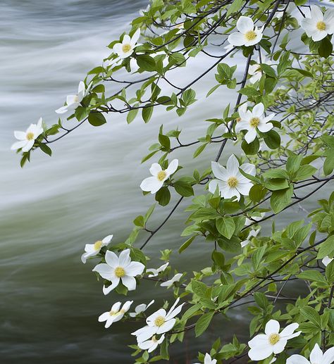 Wild White Flowers, Pacific Dogwood, The Garden Of Words, Merced River, Dogwood Trees, Dogwood Flowers, Moon Garden, Beautiful Landscape Wallpaper, Growing Tree