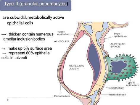 Pulmonary Ventilation - ppt video ... Trapped Gas, Gestational Age, Collagen Fibers, Surface Tension, Saline Solution, Fluid Dynamics, Lung Disease, Respiratory, Video Online