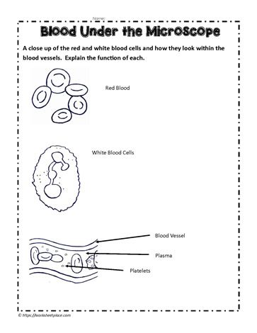 Microscope Worksheet, Home Learning Activities, Worksheets For Middle School, Human Body Printables, 3rd Grade Science, Human Body Worksheets, Free Human Body, Ngss Science, Under The Microscope