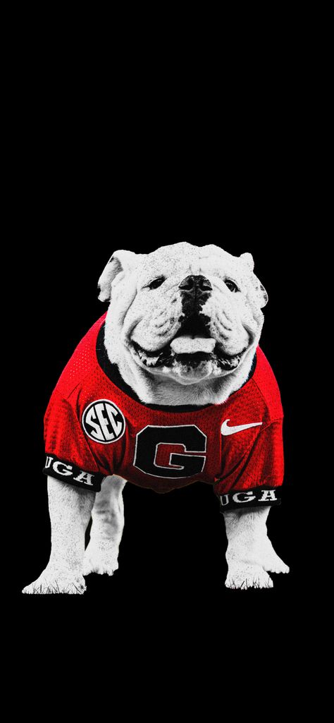 Uga Wallpapers, Georgia Football Wallpaper, Georgia Bulldogs Wallpaper, Classroom Screen, Braves Wallpaper, Georgia Wallpaper, Georgia Bulldog Mascot, Football Wallpaper Iphone, Atlanta Braves Wallpaper