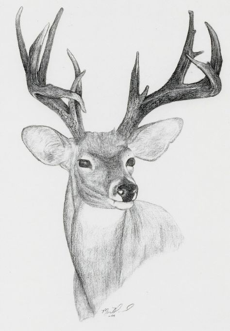 Great Coues Buck! Stag Drawing Sketches, Deer Sketch Simple, Deer Drawing Sketches, Simple Deer Drawing, Deer Pencil Drawing, Drawing Of Deer, Buck Drawing, Dear Drawing, Graphite Pencil Drawings