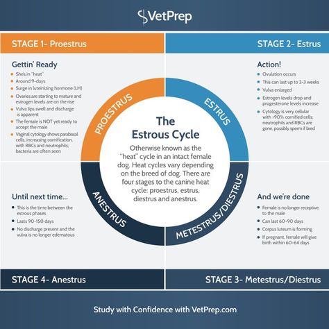 Vtne Study, Veterinary Notes, Vet Science, Dog Heat, Vet Nursing, Veterinarians Medicine, Veterinarian Technician, Vet Tech School, Veterinary Tech