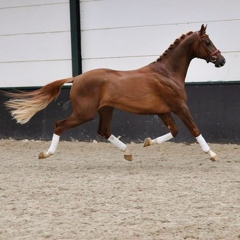 Horse Confirmation Pictures, Horse Cantering, Kathiyawadi Horse, Warmblood Horses, Marwari Horses, Horse Anatomy, Beautiful Horse Pictures, English Horse, Free Horses