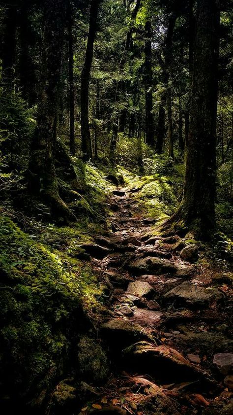 Mountain Trail Aesthetic, Spruce Forest Aesthetic, Windy Forest, Strange Trails Aesthetic, Woodland Trail, Thick Forest Aesthetic, Mountains Forest, The Woods Aesthetic, Trails In The Woods