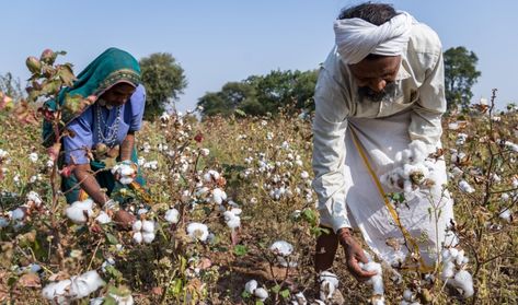 Organic cotton farmer Manga and his wife Sila who joined one of the AKRSP promoted Farmer Interest Groups, found that since going organic they spend significantly less money on farm inputs. Earlier they spent Rs. 40,000 per year on seeds, pesticides and fertilisers but now, after adopting organic farming practices, they are just paying for the extra labour they need to help pick the cotton during harvest season as well as the monthly FIG membership fee which is Rs 300. Manga and his wife have al Growing Cotton, Usa Shirts, Aga Khan, Fashion Promotion, Local Marketing, Organic Compost, Natural Fertilizer, Cotton Plant, Natural Insect Repellant