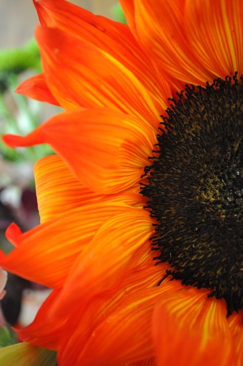 Orange Sunflowers, Sunflowers And Daisies, Fleur Orange, Orange You Glad, Back To Nature, Shades Of Orange, Beautiful Blooms, Flower Field, Orange Flowers