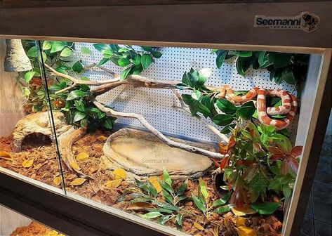 Cornsnakes Enclosure, Hognose Snake Enclosure, Corn Snake Enclosure Ideas, Snake Enclosure Ideas, Corn Snake Enclosure, Bearded Dragon Tank Setup, Ball Python Pet, Pet Enclosures, Animal Homes