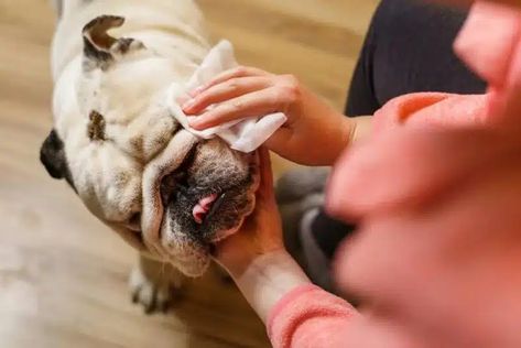 How to Remove Dog Tear Stains Naturally: Vet-Approved Tips & Tricks – Dogster Remove Tear Stains From Dogs Eyes, Dog Tear Stain Remover Diy, Tear Stain Removal Dogs, Dog Tear Stains, Diy Stain Remover, Stinky Dog, Diet Changes, Dog Haircuts, Dog Health Care