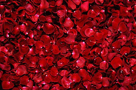 Romantic rose petals background Wallpaper Mawar, John Rambo, Black Tees, Red Rose Petals, Rose Background, Red Petals, Beautiful Red Roses, 3d Rose, Dog Snacks