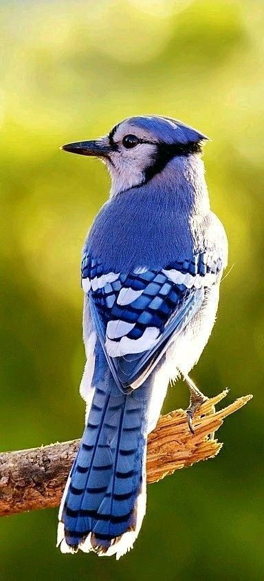 Blue Jay Feather With Birds Tattoo, Blue Jay Bird, Coastal Interior, Jay Bird, Backyard Birds, Bird Pictures, Pretty Birds, Bird Photo, Colorful Birds