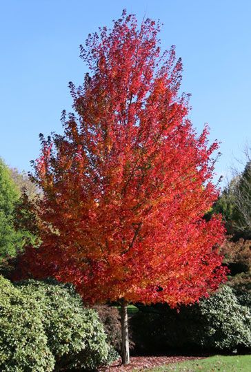 Erie Colorado landscapes – Redpoint Maple Colorado Landscaping, Acer Rubrum, Garden Answer, City Tree, Red Maple Tree, Eden Garden, Colorado Landscape, Future Garden, Sustainable Landscaping