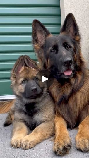 Guard Dogs, S K, German Shepherd Dogs, Big Dogs, Dog Days, German Shepherd, Growing Up, Cute Animals, Audio