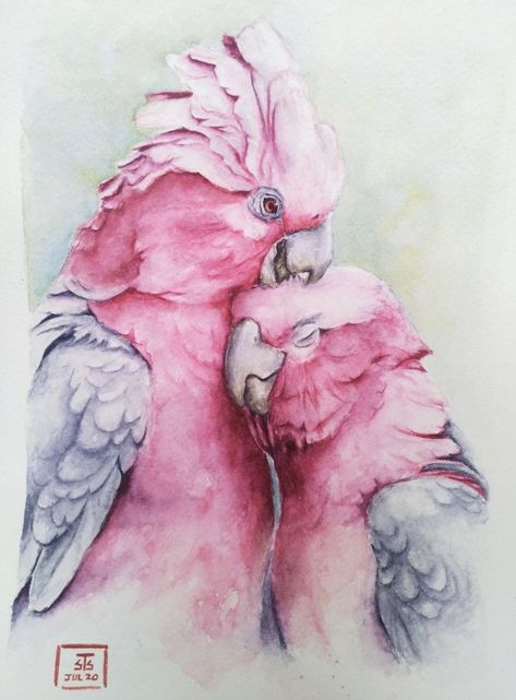 Pink Galah Watercolour, Galah Bird Drawing, Galah Tattoo, Galah Bird, Study Doodle, Galah Cockatoo, Pink Cockatoo, Water Colour Art, Animal Inspiration