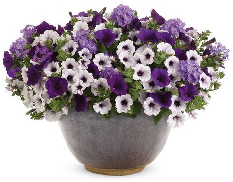 Lilac Festival | Proven Winners Proven Winners Plants, Container Garden Design, Container Ideas, Container Gardening Flowers, Flower Pots Outdoor, Proven Winners, Mini Blue, Succulents In Containers, Container Gardening Vegetables