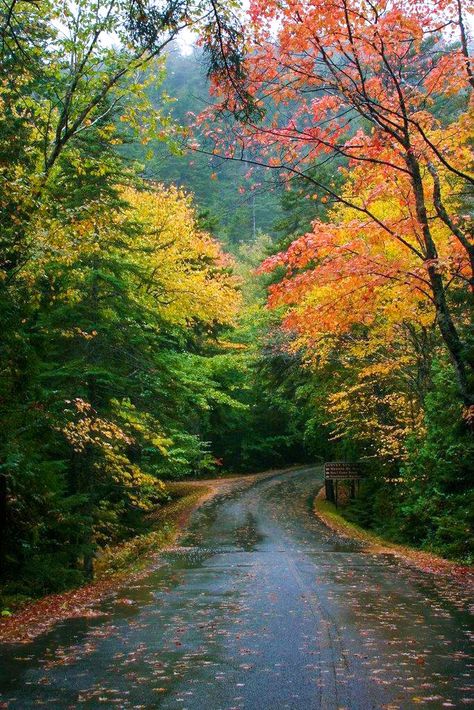 🇺🇸 A rainy fall afternoon (the road to Echo Lake, Maine) by Bill Lepere 🍂cr. Leaves On The Ground, Rainy Fall, Fall Afternoon, Echo Lake, Country Roads Take Me Home, Lake Beach, Autumn Scenes, Autumn Scenery, Acadia National Park