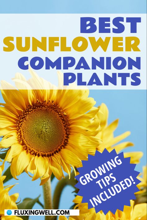 Sunflowers growing in the sun Sunflower Companion Plants, Plant Sunflowers, Companion Planting Guide, Growing Sunflowers, Planting Sunflowers, Companion Plants, Plants Growing, Pole Beans, Perennial Herbs