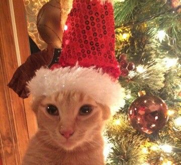 Orange cats. Christmas cats.  Merry Merry. I hate this hat VERY. Cat With Christmas Hat Pfp, Cat Christmas Meme, Silly Christmas Cat, Merry Christmas Pfp, Cat In Christmas Hat, Cat With Christmas Hat, Christmas Hat Aesthetic, Orange Cat Christmas, Merry Christmas Cats