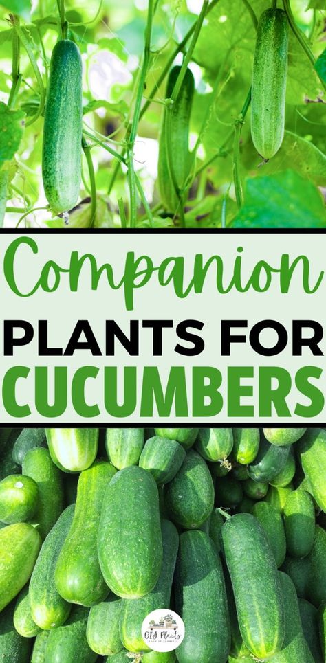 Cucumber companion plants Companion Plants For Cucumbers, Planting Green Beans, Green Beans Garden, Cucumber Companion Plants, Bean Trellis, Bean Garden, Best Companion Plants, Cucumber Gardening, Planting Combinations