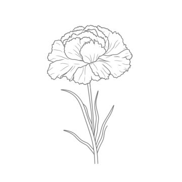 Carnations Drawing Simple, Drawing Of Carnation Flower, Drawing Of A Carnation, Flower Carnation Drawing, Carnation Outline Simple, Carnation Flower Line Art, Pink Carnation Drawing, Carnation Coloring Page, White Carnation Drawing