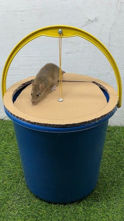 The simplest homemade mouse trap idea using a plastic bucket #rattrap #rat #mousetrap #shorts Homemade Mouse Trap, Diy Mouse Trap, Rat Trap Diy, Mouse Trap Diy, Bucket Mouse Trap, Five Gallon Bucket, Rat Trap, Rodent Repellent, Getting Rid Of Mice