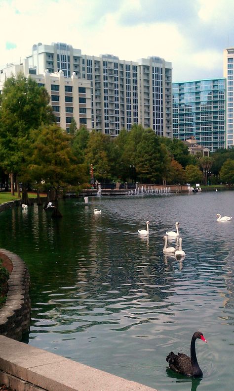 Lake Eola - Orlando, FL Lake Eola Orlando, Lake Eola, Orlando Parks, Downtown Orlando, Orlando Fl, Orlando Florida, College Life, Best Memories, Farmers Market