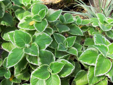 Cuban Oregano.  This is a culinary herb with a nice fruity fragrance.  It roots very easily Cuban Oregano Plant Uses, Cuban Oregano Plant, Cuban Oregano, Organic Liquid Fertilizer, Oregano Plant, Ground Orchids, Outdoor Jobs, Oregano Leaves, Green Drinks