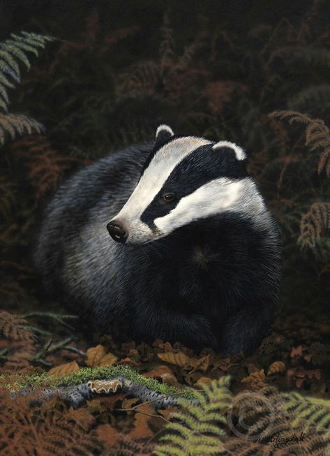 BEAUTIFUL  PHOTO Badger Images, Badger Illustration, Honey Badger, British Wildlife, Wildlife Paintings, Wildlife Artists, Olive Trees, Woodland Creatures, Animals Images