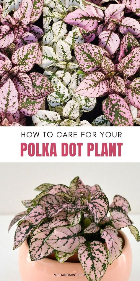 Learn how to care for your pink Polka dot plant or Hypoestes phyllostachya. Get the complete care guide! How much light, when to water, how to propagate to keep your plant bushy, and more! modandmint.com. Hypoestes Plant Care, Polka Dot Plant Care, Pink Polka Dot Plant, Mint Plant Care, Hypoestes Phyllostachya, Polka Dot Plant, Plant Care Guide, Household Plants, Plant Care Houseplant